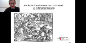 Wolf in Niedersachsen